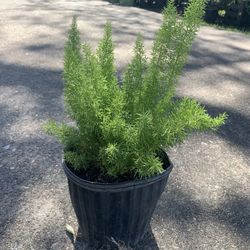 Foxtail Fern Plant 