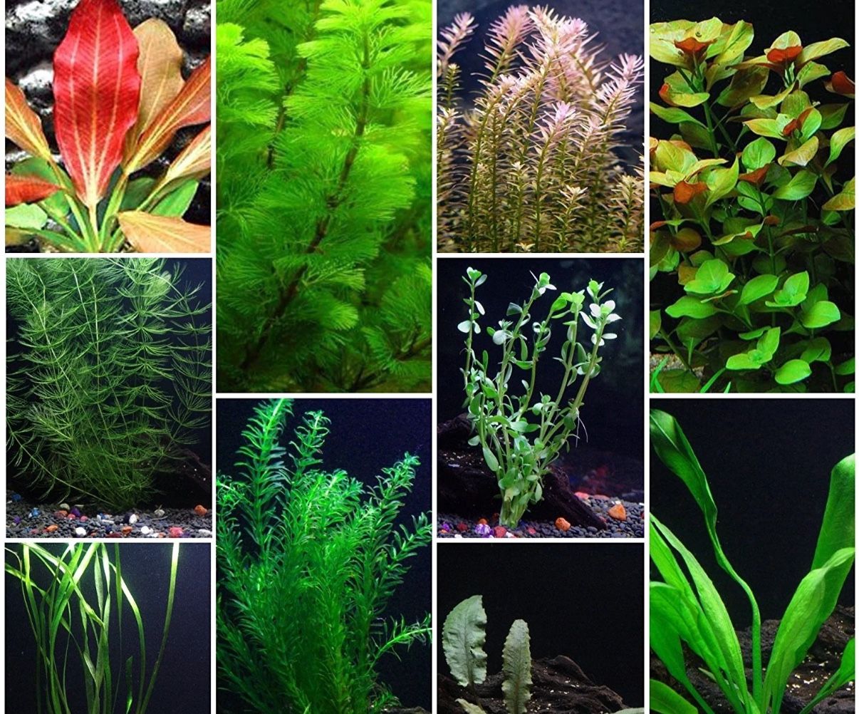 Aquarium Plants 🪴