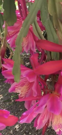 Plant Epiphyllum