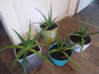 Aloe vera plants