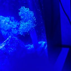 Neon Green Toadstool leather Coral