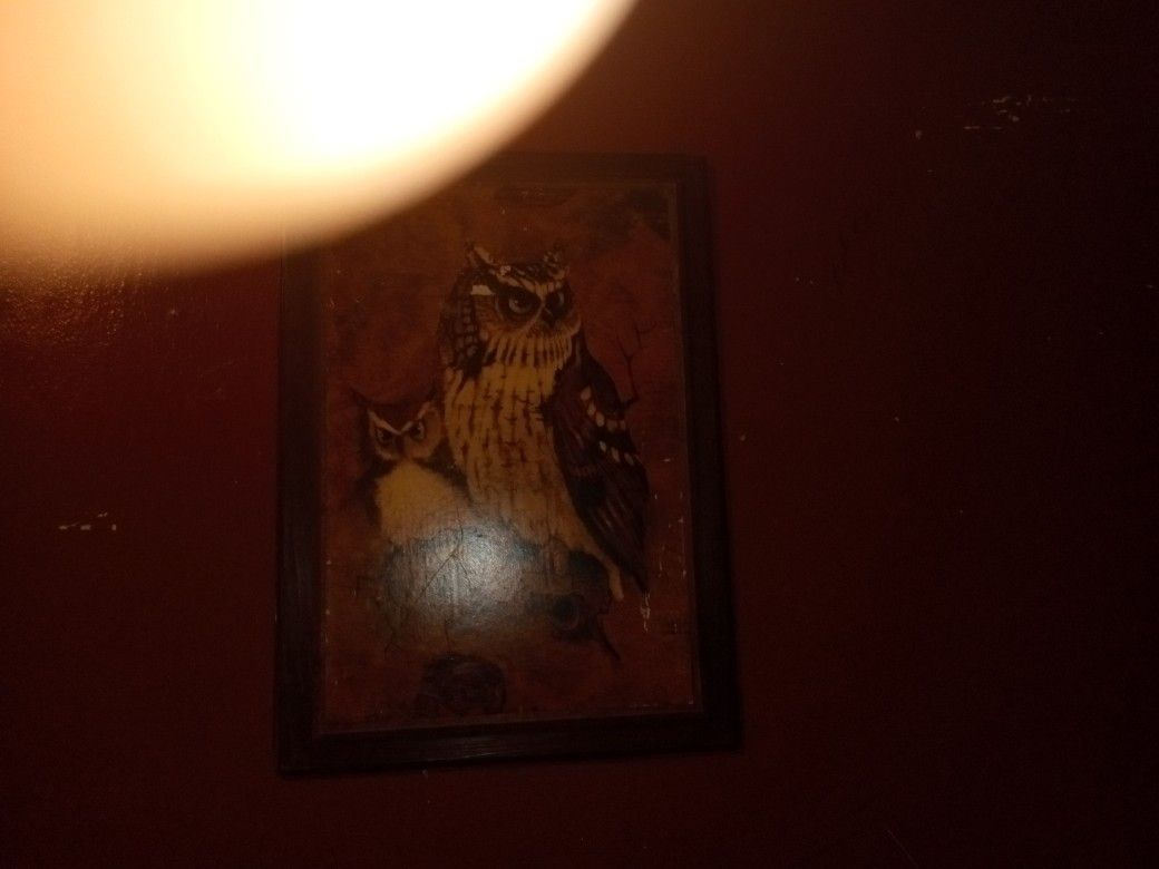 Wise Owls