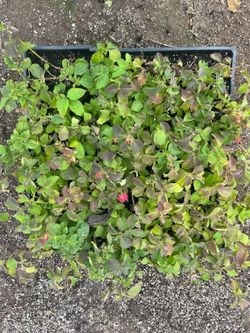 Lantana Montevidensis ground Cover Flat