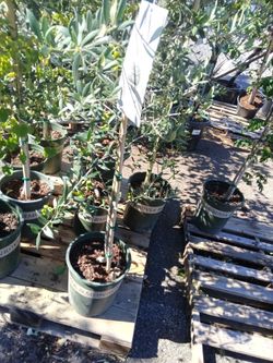 Arbequina olive tree