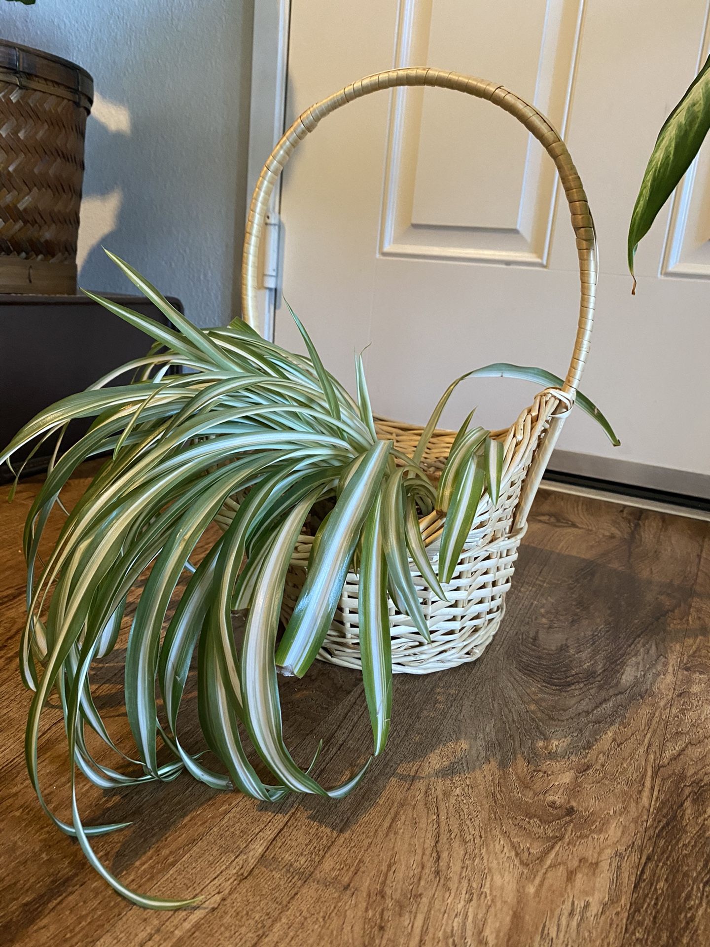 Basket/planter (plant not included)