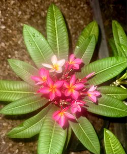 Plumeria Cuttings~TriColor (Rainbow)