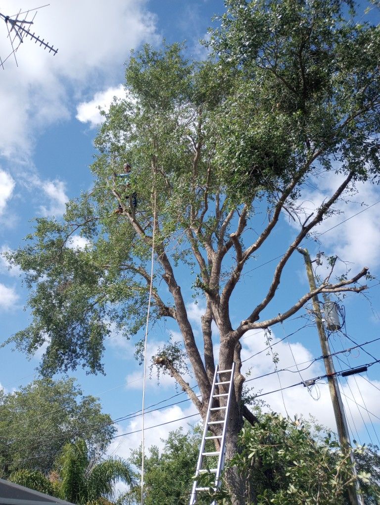 Tree Trimming
