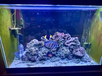 65 gallon salt water aquarium
