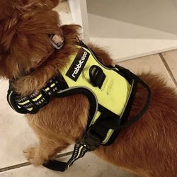 Dog Harness, Small (Never Used Outside)