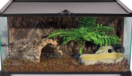 Hognose tank set up
