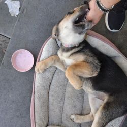 Dog Leash, Food, Bowl , Collar And Bed. Sizes Small-large