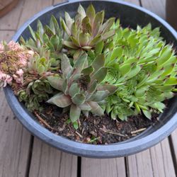 Flower Hens And Chicks 