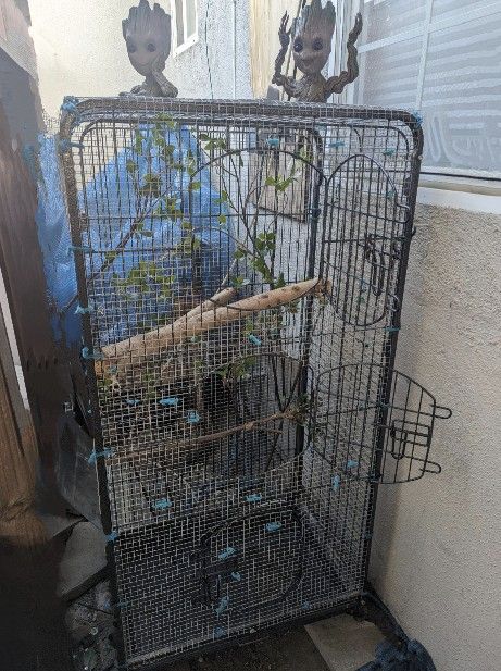 Big Bird Cage