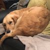 Suzi