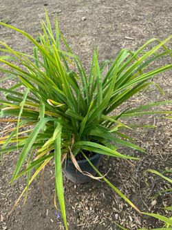 Day Lily 5 gallon
