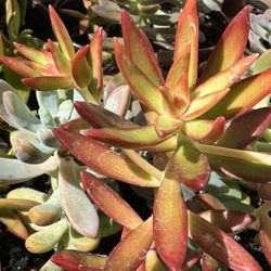 Succulents Plants 4”pot