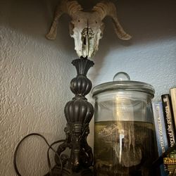 Real Sheep Skull Lamp 