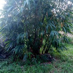 Trees And Shrubs