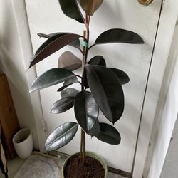Ficus Elastica Burgandy “10 Inch Pot”