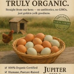 One Dozen Eggs