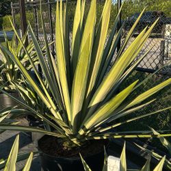 Agave Golden Sword - 25gl