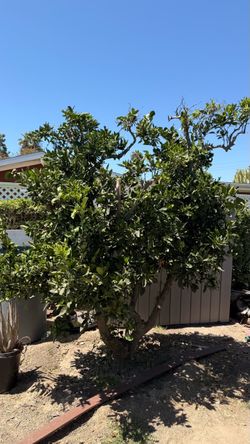 Orange Tree