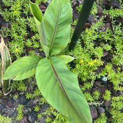 Cold Hardy Banana Tree  Plants Mother Plant Grows Bananas (read Description Below )