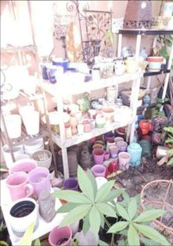 Ceramic house plant pots