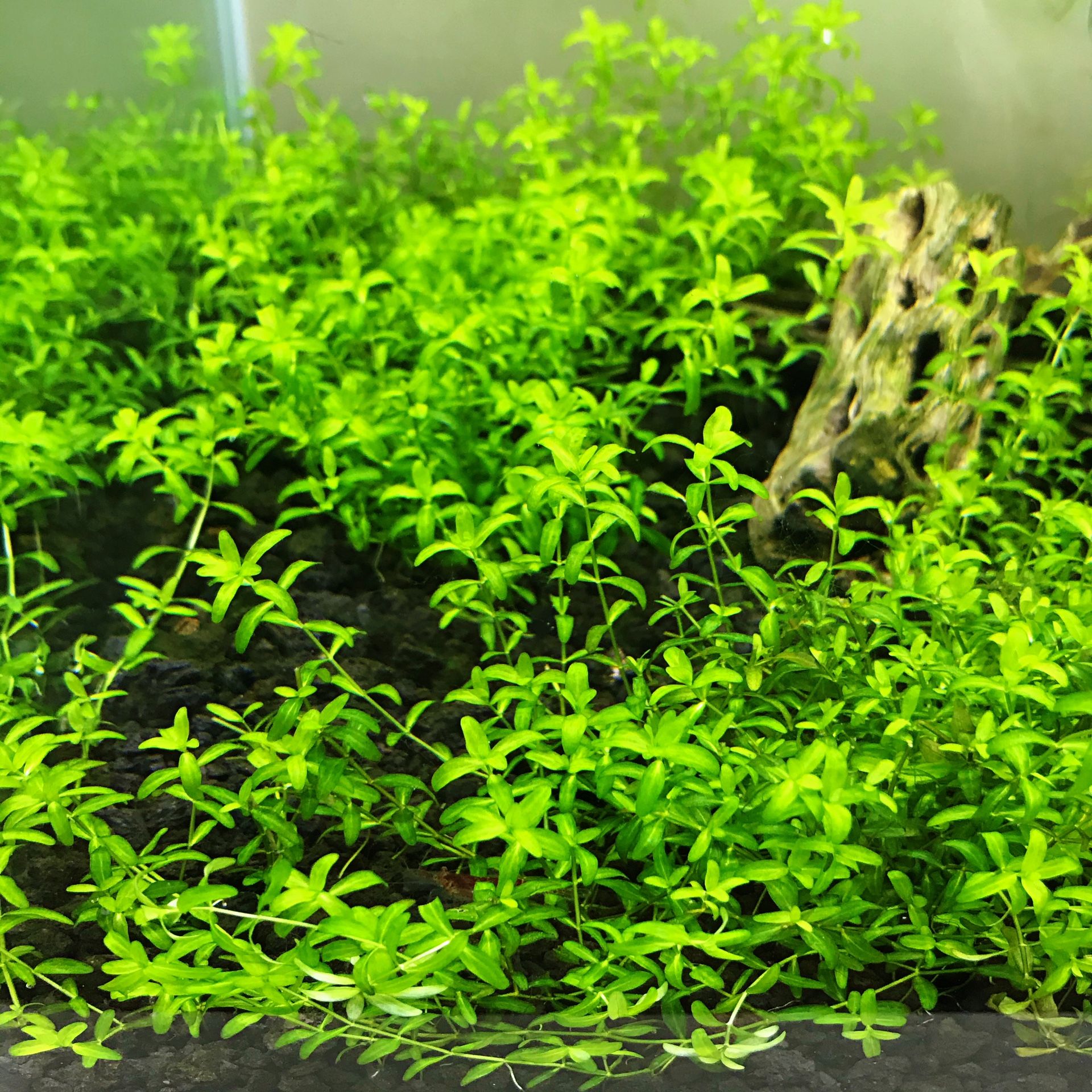 Beginner Aquarium Plants - Pearlweed (Individual Portion)