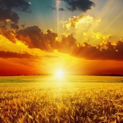 'Golden Sunset Over Field' Canvas Print