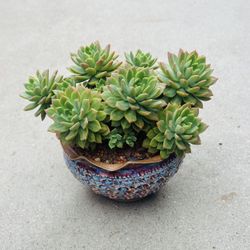 Succulents plants 🪴