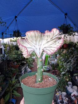 Pink Mermaid Tails Cactus $35