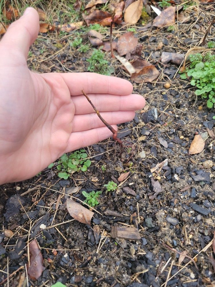 Apples Trees From Walmart 2 Years Old