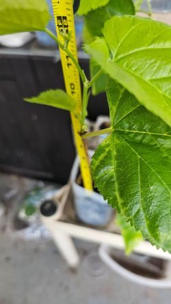White mulberry fruit tree, rooted, 1ft tall