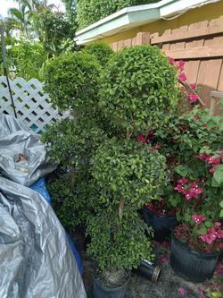 Topiary triple..$35 each..many available