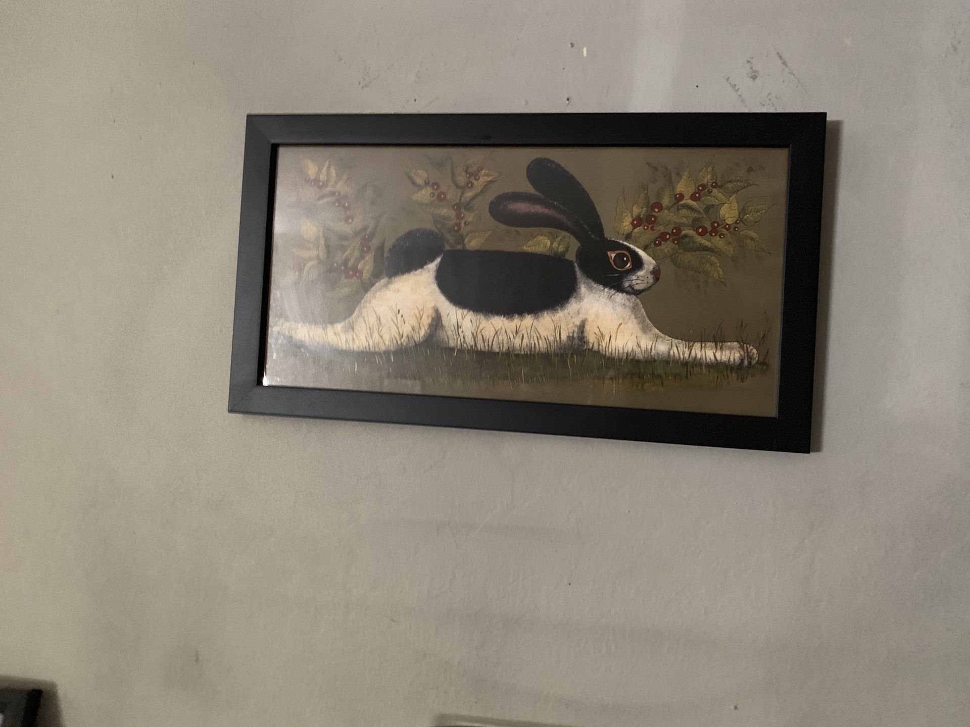 Assorted rabbit pictures