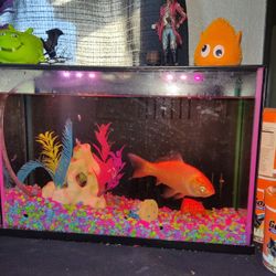 3 Gallon Fish Tank 