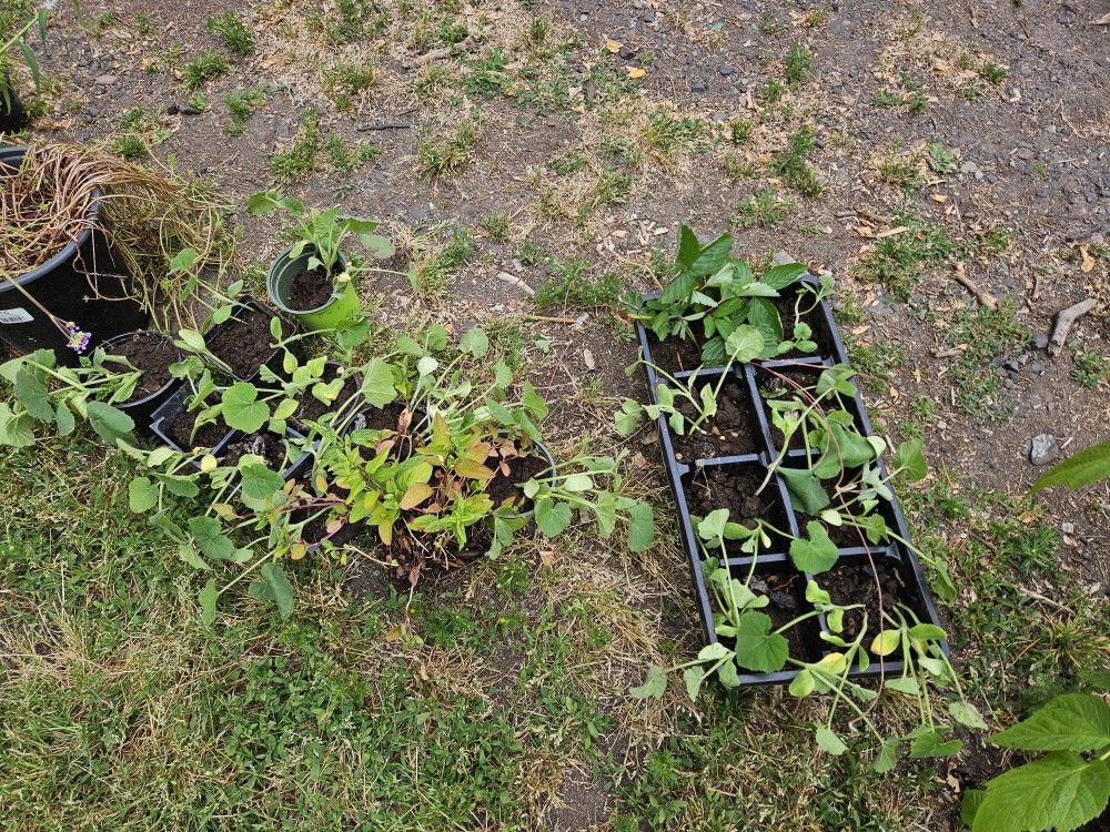 Free Plants & Box Of Scrap Metal