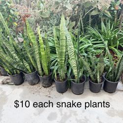 $10 Each Snake Plants Indoor Or Outdoor 