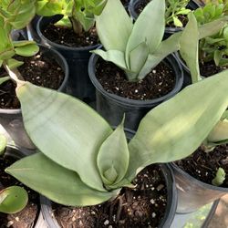 Moonshine Snake Plant  - 3 Available 