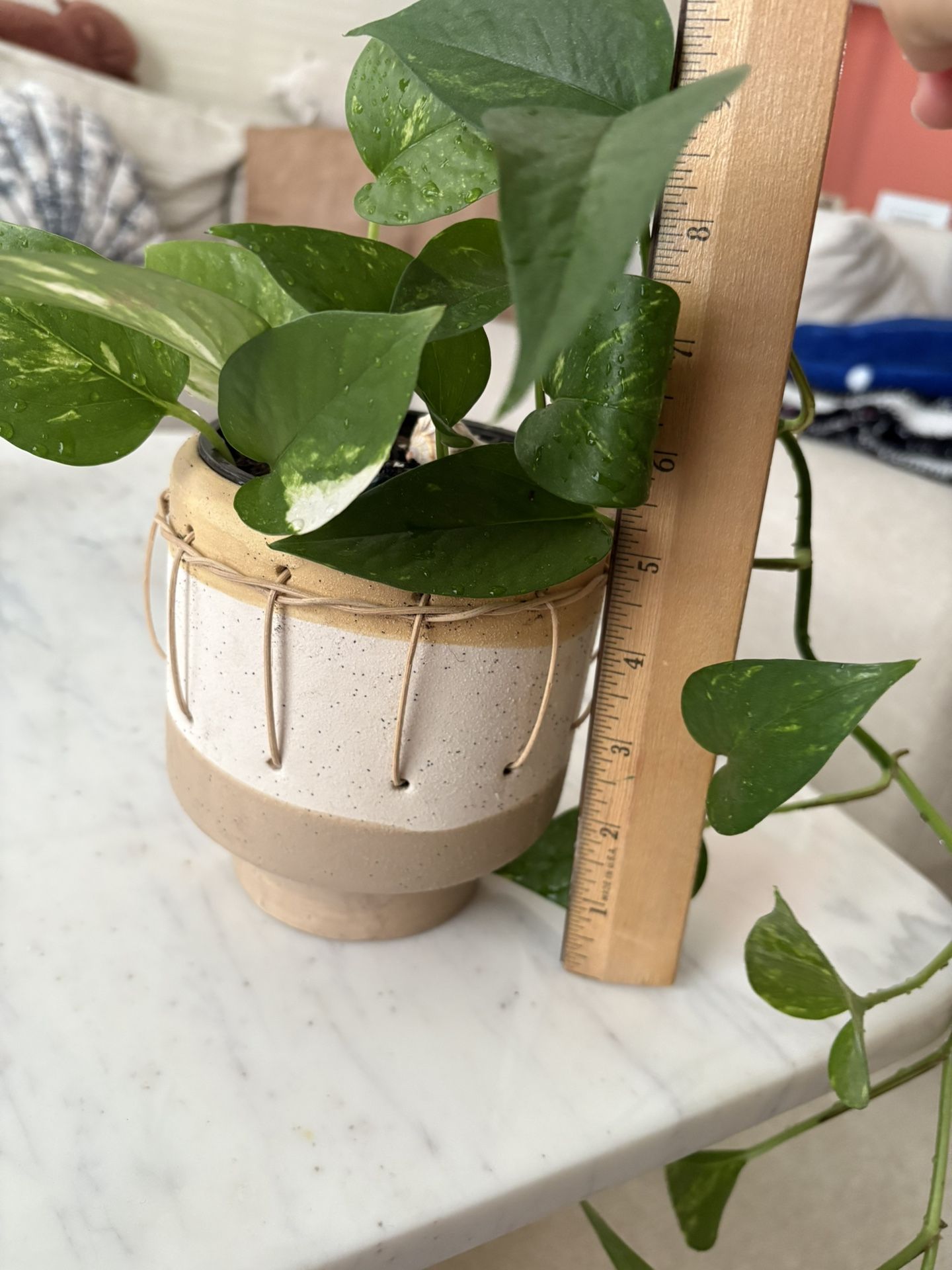 Golden Pothos Plant 5”