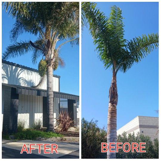 Professional Palm TREE TRIMMING 