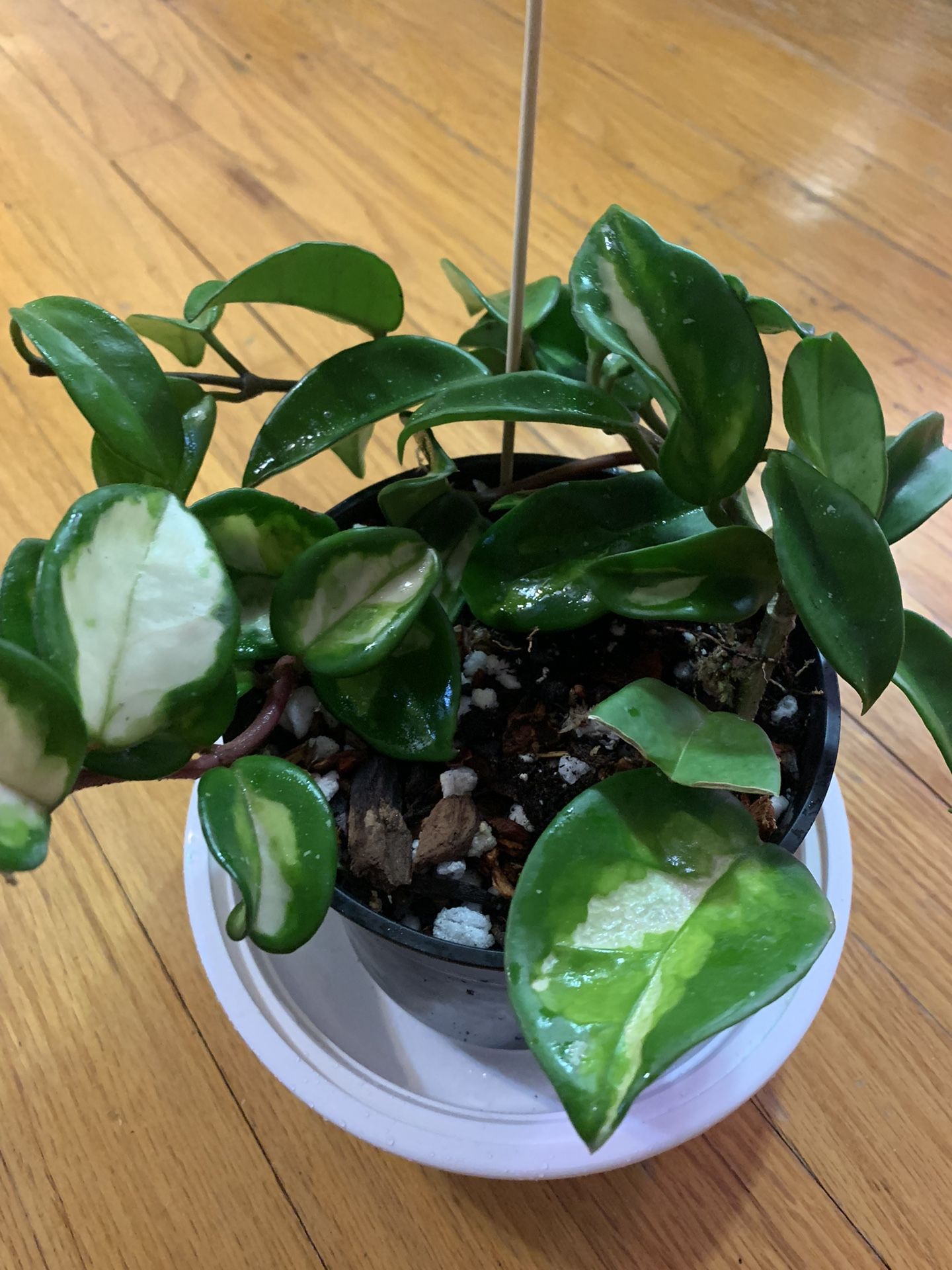 Tropical Plant. Hoya Carnosa In 5 Inch Pot. Flowers Are Fragrant!