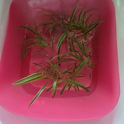 Baby Spider Plant Cuttings
