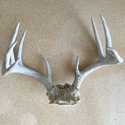 Wild 10 Point Whitetail Deer Antler Rack