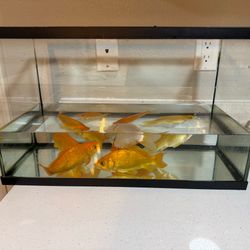 Free gold fishes
