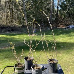 North American Elderberry plants in 1 Gallon Pots