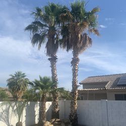 Palms Trees 🌴and Trees 🌳 Trimming And Removed 