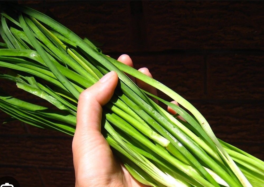 Perinneal  Chives society  garlic  plant on 1gal 