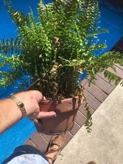 $6 boston fern in clay pot What a deal!